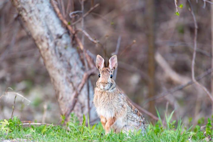 盯着镜头的一只野兔子