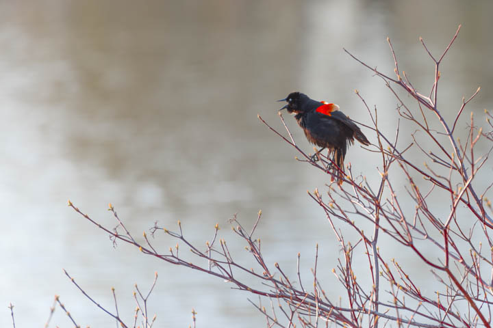 湿地小湖泊边上的红翅黑鹂