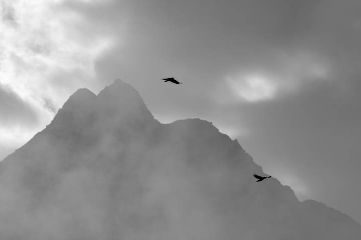 双鸟与雾山